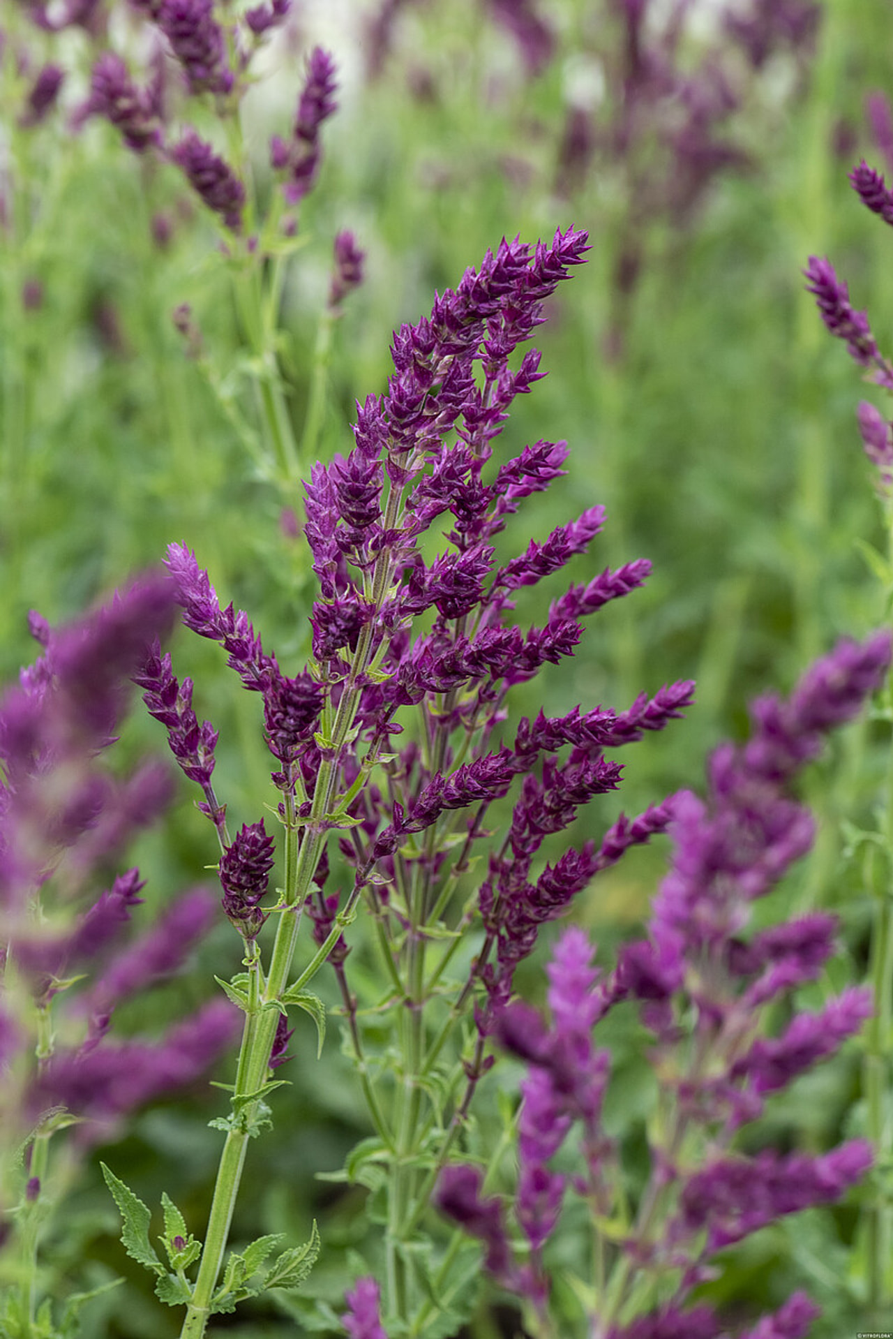 Šalvěj hajní Schwellenburg, Loukykvět