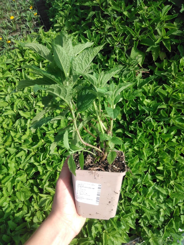 Maitohorsma Atropurpureum - 2024