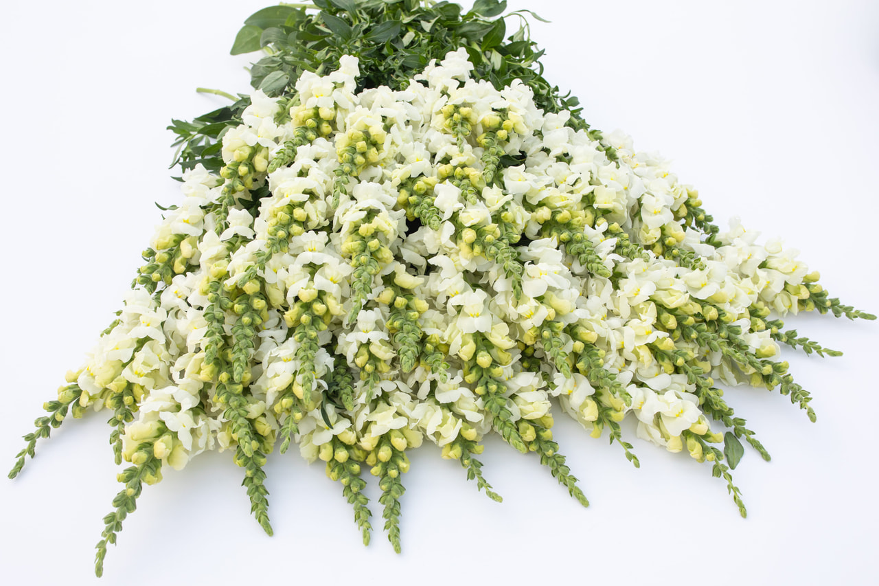 Hledík Potomac Ivory White, Loukykvět