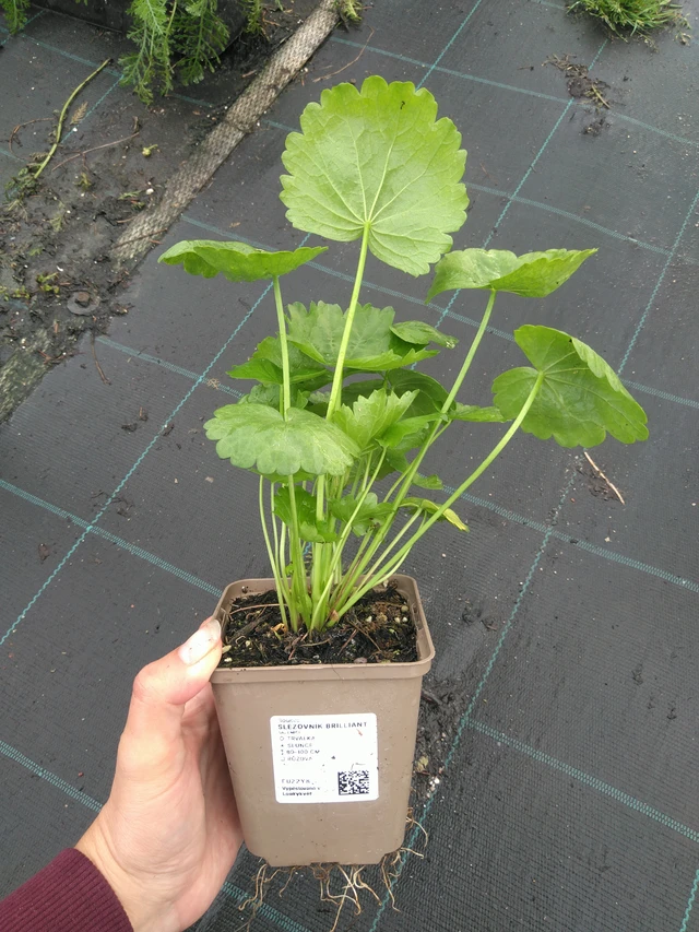 Malva Brilliant - 11. 7. 2025