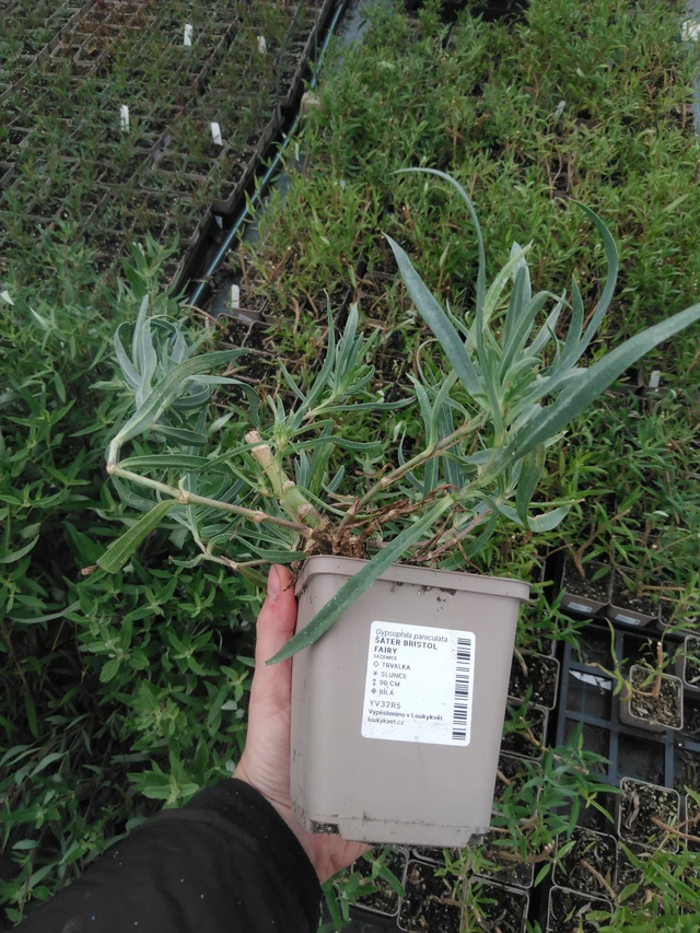 Gypsophila Bristol Fairy - 2024