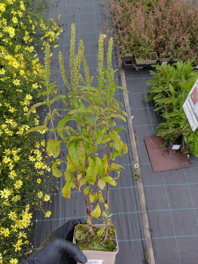 Verónica White Jolanda - 12. 9. 2025