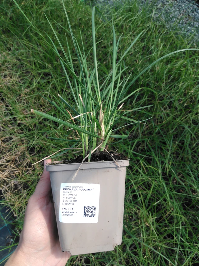 Pěchava podzimní - 13. 5. 2025