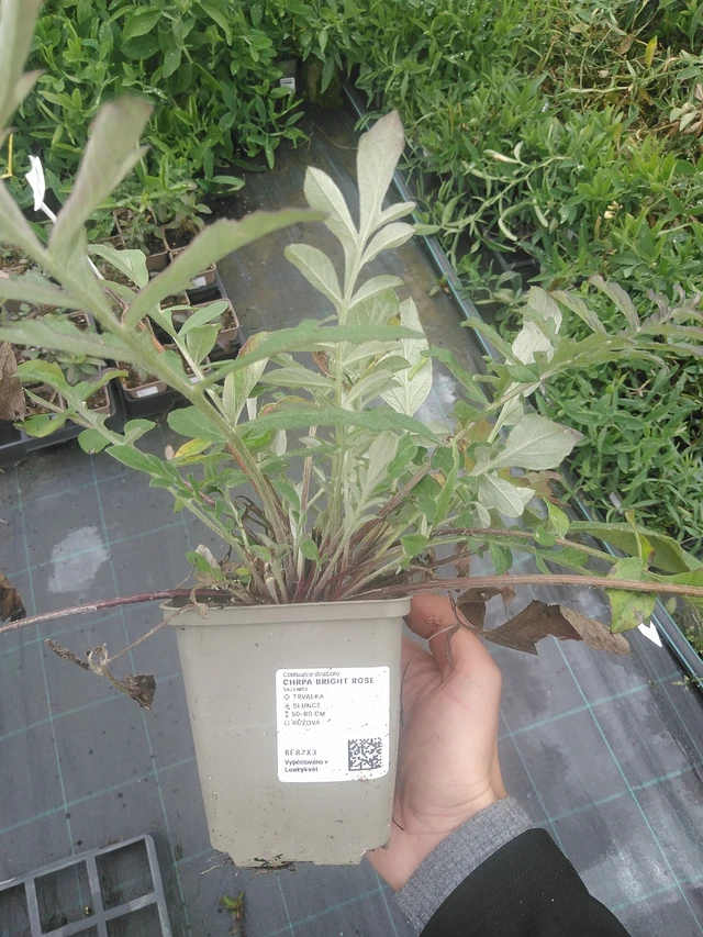 Aciano Bright Rose - 10. 10. 2025