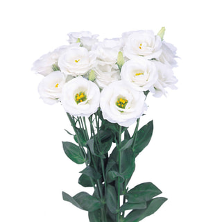 Eustoma Rosita 2 White, Loukykvět