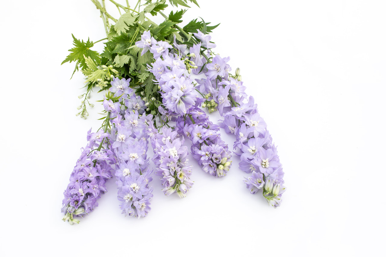 Stračka vyvýšená Magic Fountains Lavender (White Bee), Loukykvět