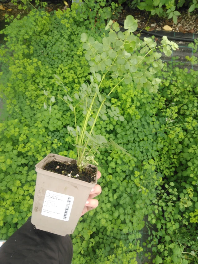 Talictrum Splendide White - 2024