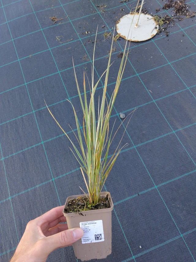 Třtina Overdam - 17. 9. 2025