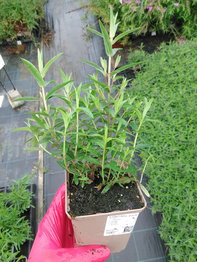 Kyprej Rose Queen - 29. 7. 2025