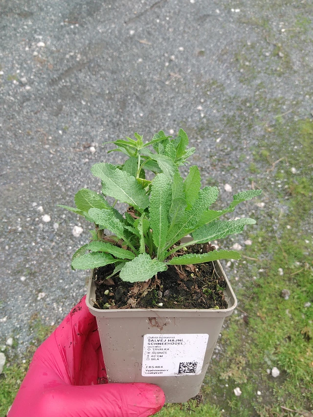 Šalvěj hajní Schneehügel - 29. 7. 2025