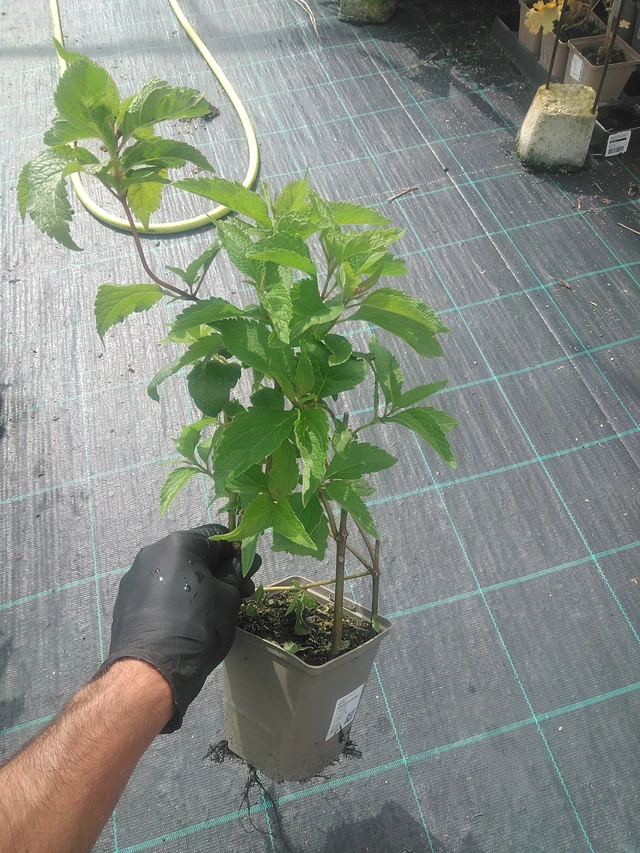 Maitohorsma Atropurpureum - 10. 9. 2025