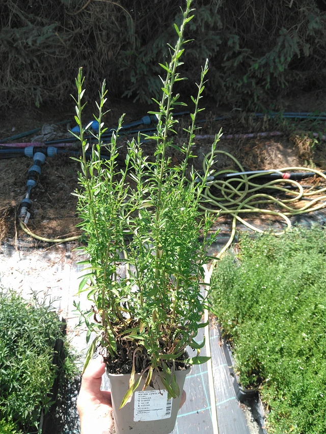 Asta Lovely - 24. 6. 2025