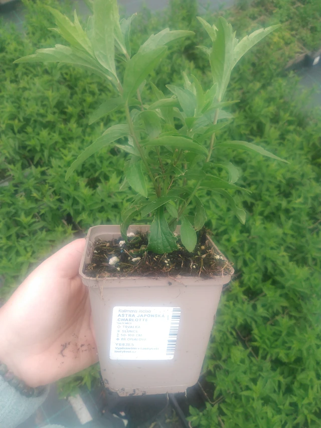 Aster japonská Charlotte - 2024