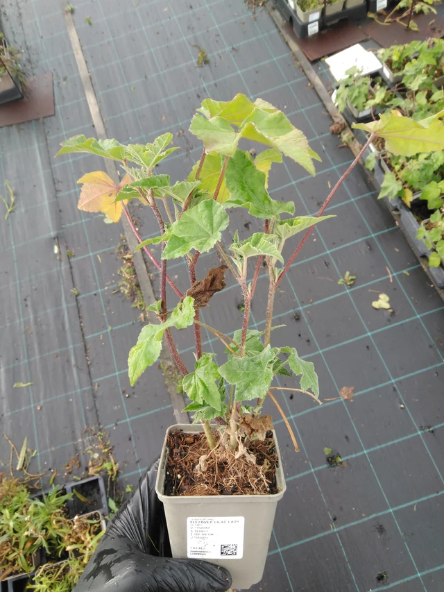 Malvavisco Lilac Lady - 23. 10. 2025