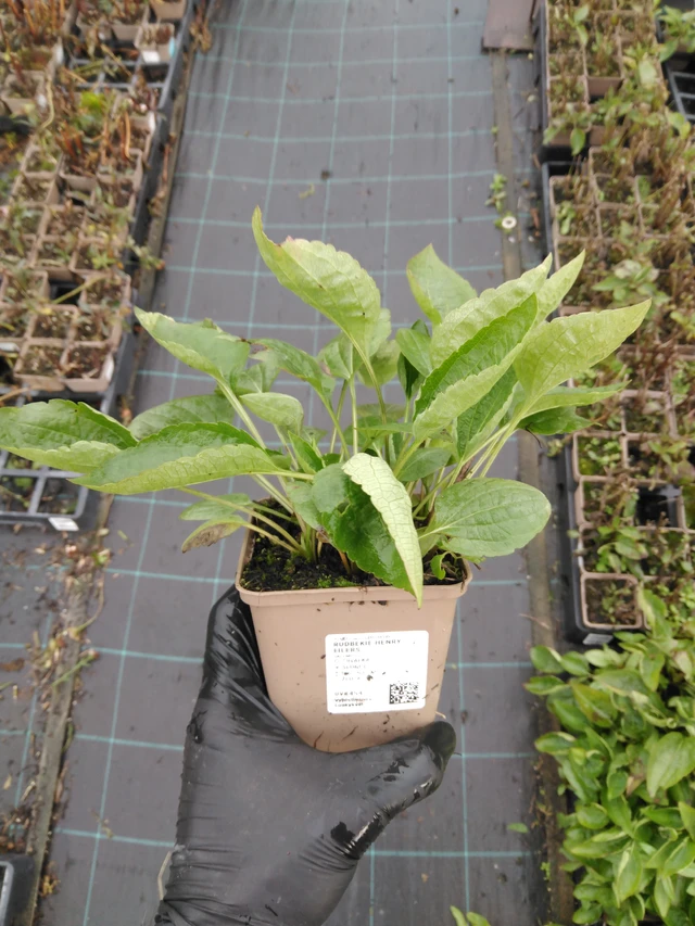 Rudbeckia Henry Eilers - 23. 10. 2025