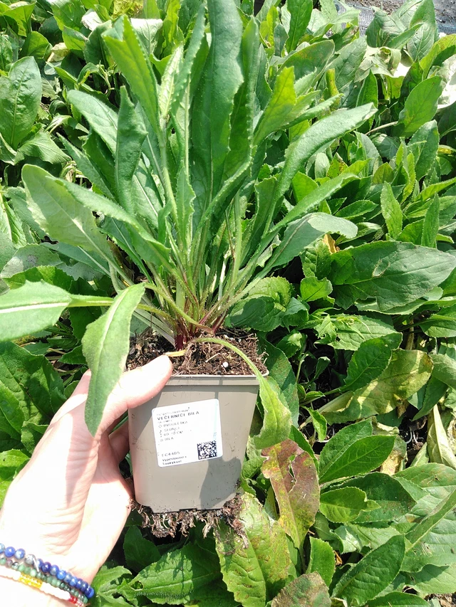 Večernice bílá - 9. 6. 2025