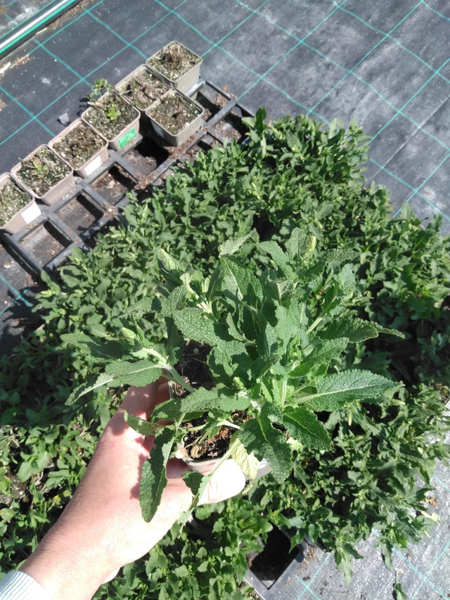 Salvia Adrian - 13. 5. 2025