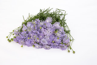 Didiscus Lavender Blue, Loukykvět