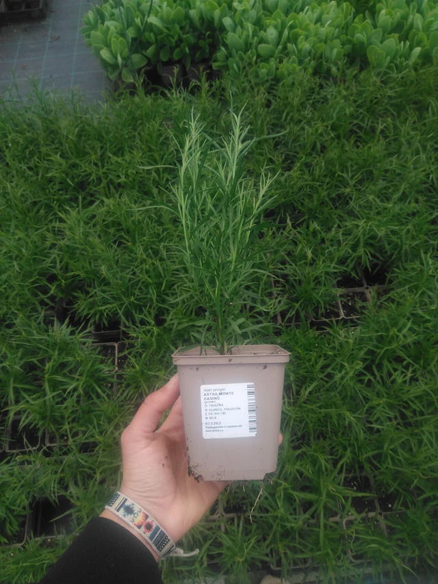 Astra Monte Cassino - 2024