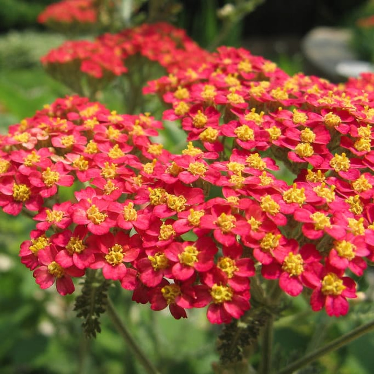 Řebříček Red Beauty, Loukykvět