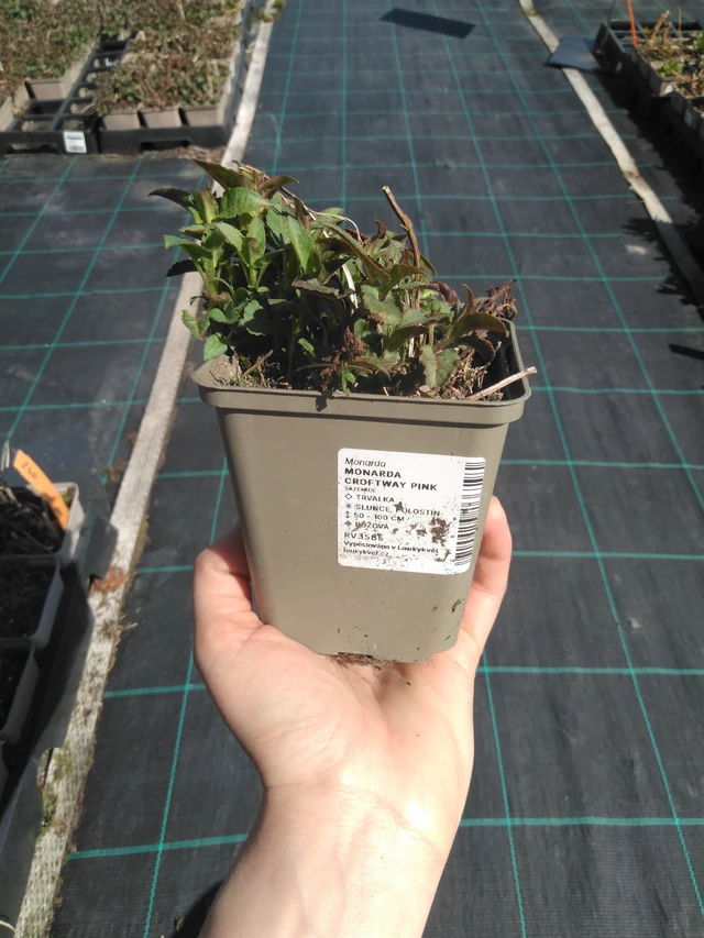 Monarda Croftway Pink - 3. 4. 2025