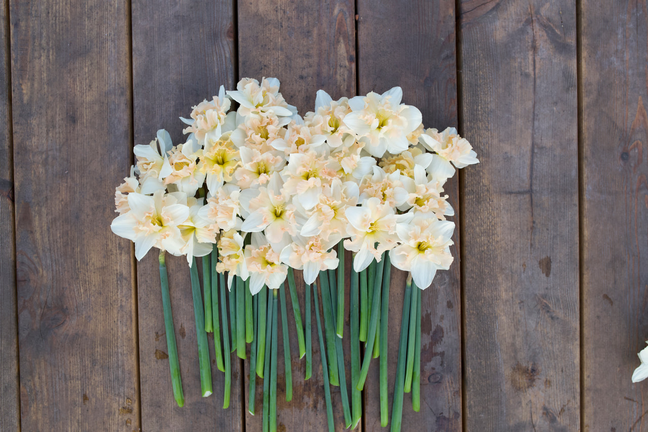 Narcis Palmares, Loukykvět