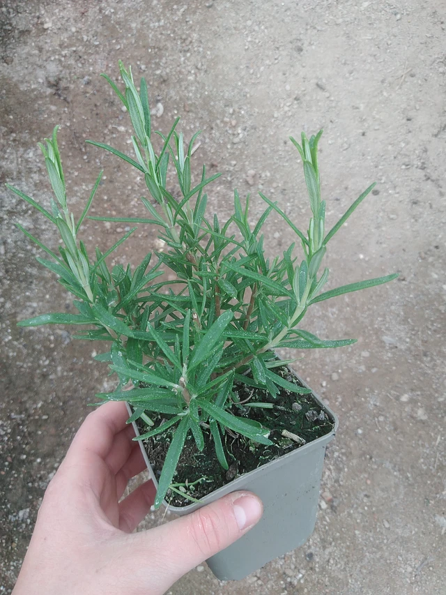 Romero Hishtil Perigord - 17. 7. 2025