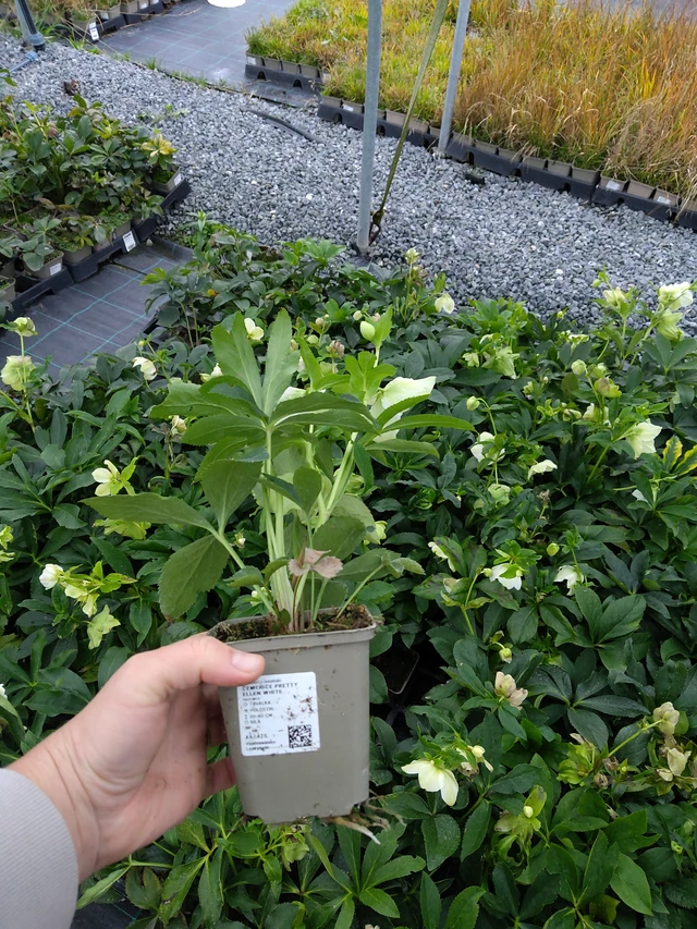 Eléboro Pretty Ellen White - 10. 10. 2025