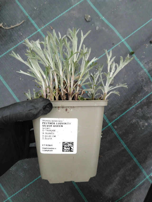 Pelyněk Ludvíkův Silver Queen - 1. 4. 2026