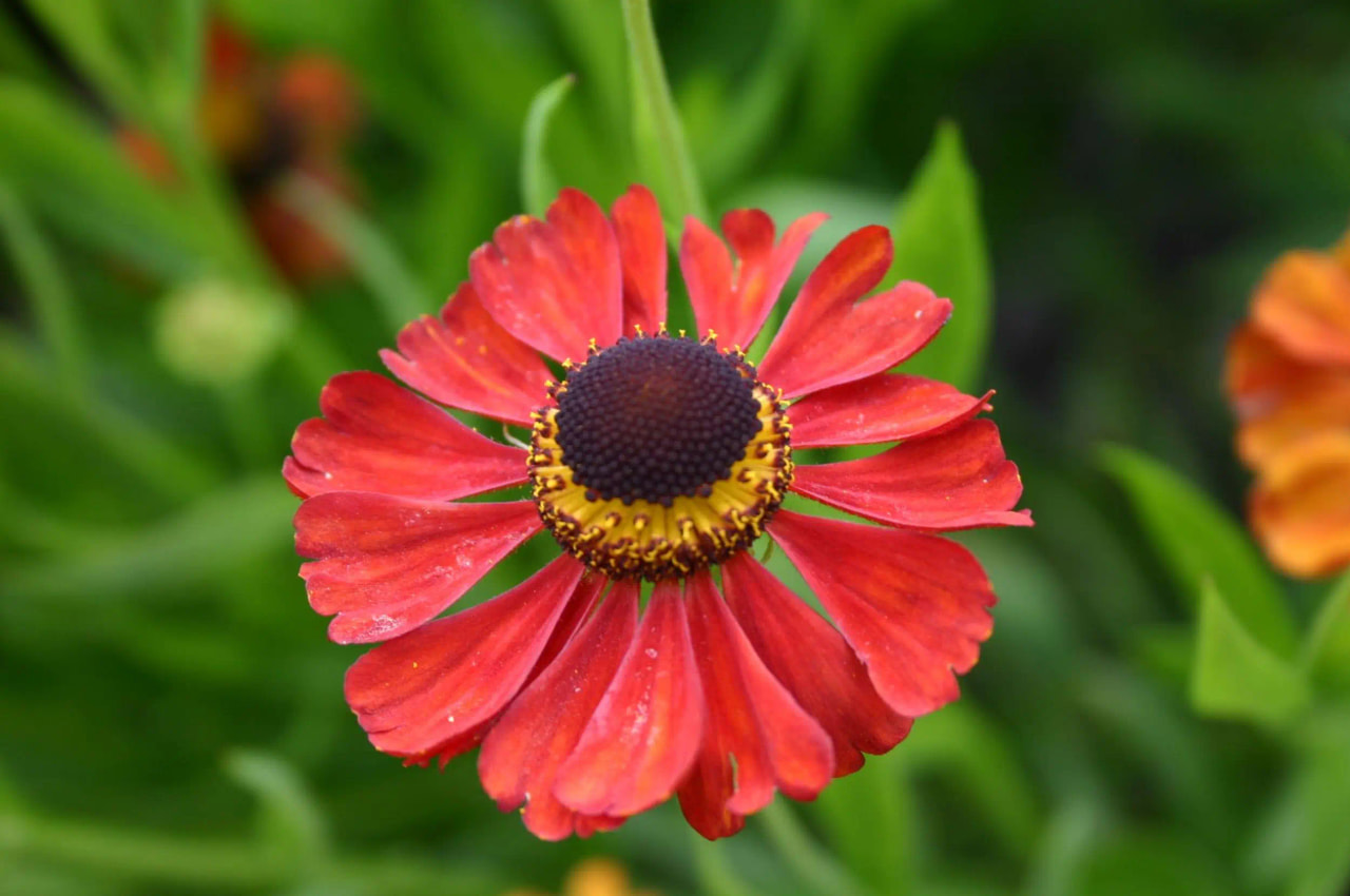 Saulainė Kupferzwerg, Loukykvět