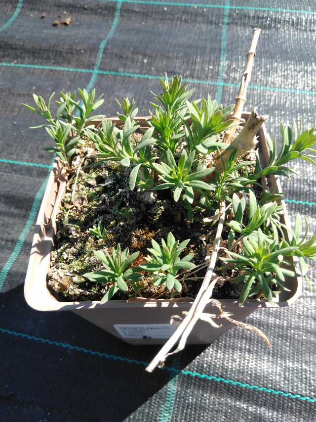 Baby's Breath Flamingo - 3. 4. 2025