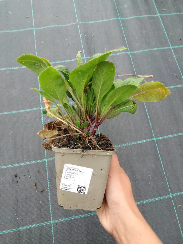 Večernice bílá - 10. 9. 2025