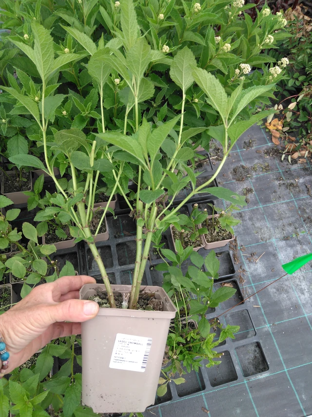 Punalehtivihma Snowball - 2024