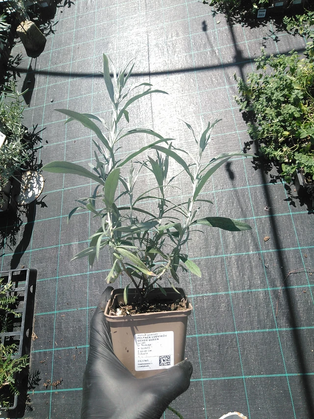 Wormwood Ludvíkův Silver Queen - 19. 8. 2025