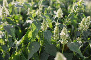 Agastache Alabaster, Loukykvět