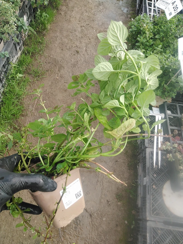 Menta Eau de Cologne - 13. 10. 2025