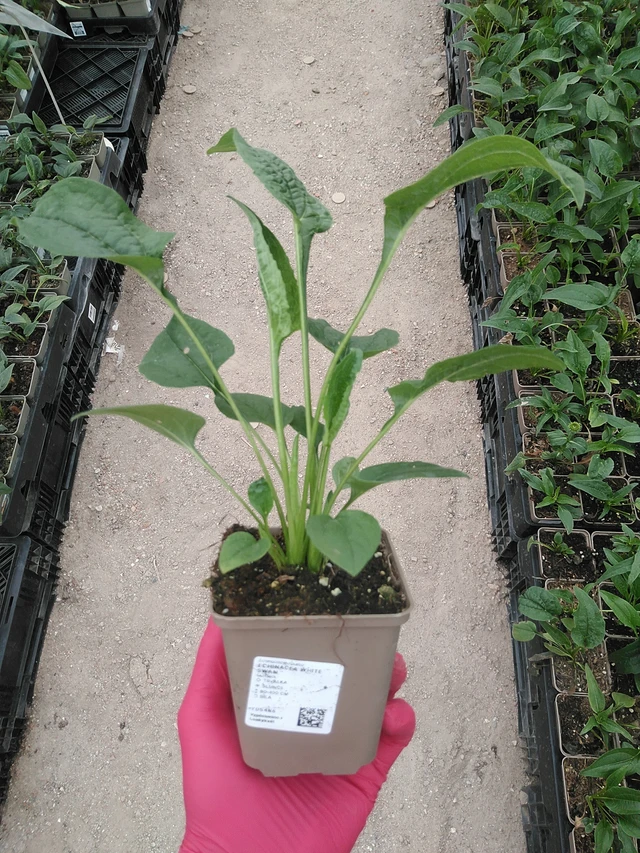 Echinacea White Swan - 29. 7. 2025