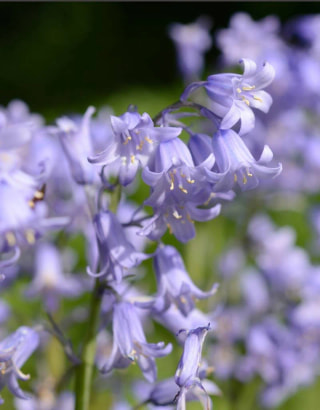 Hyacintovec španělský Blauw, Loukykvět