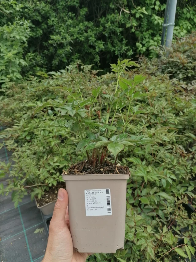 Astilbe Europa - 2024