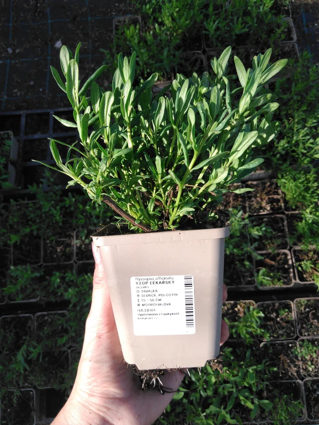 Hyssop officinalis - 2024