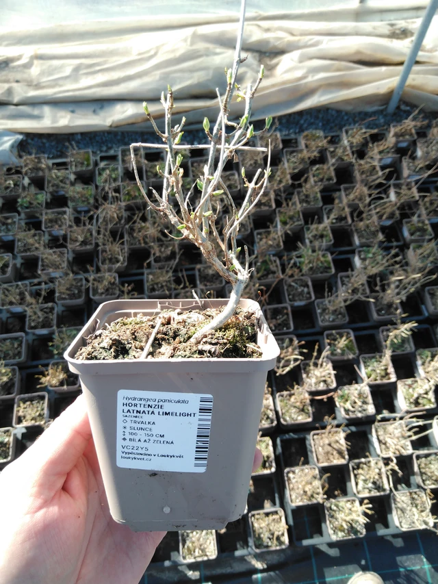 Panicle Hydrangea Limelight - 3. 4. 2025