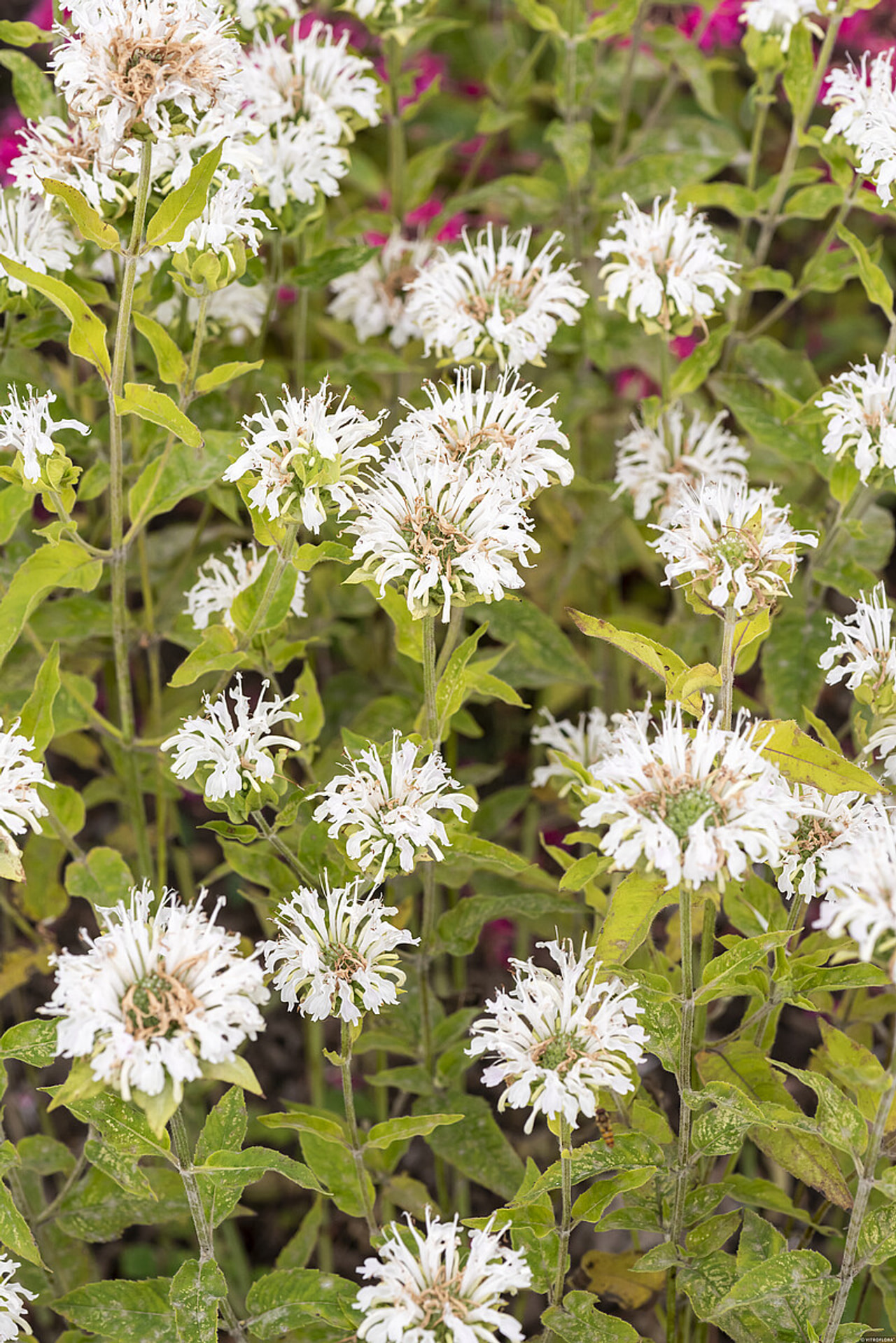 Monarda Schneewittchen, Loukykvět
