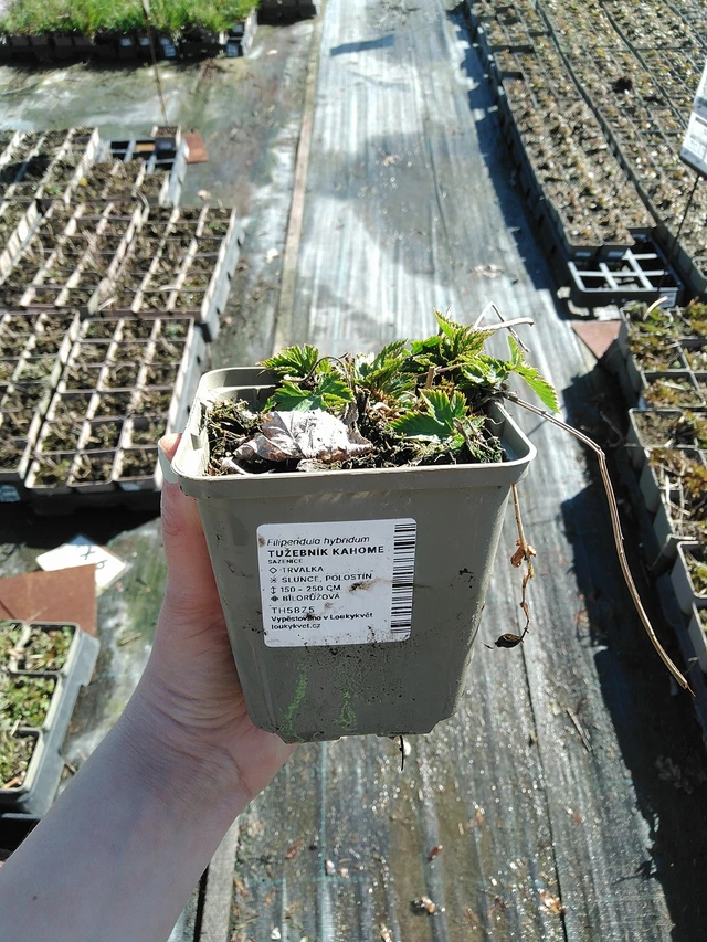 Wiązówka Kahome - 7. 4. 2026