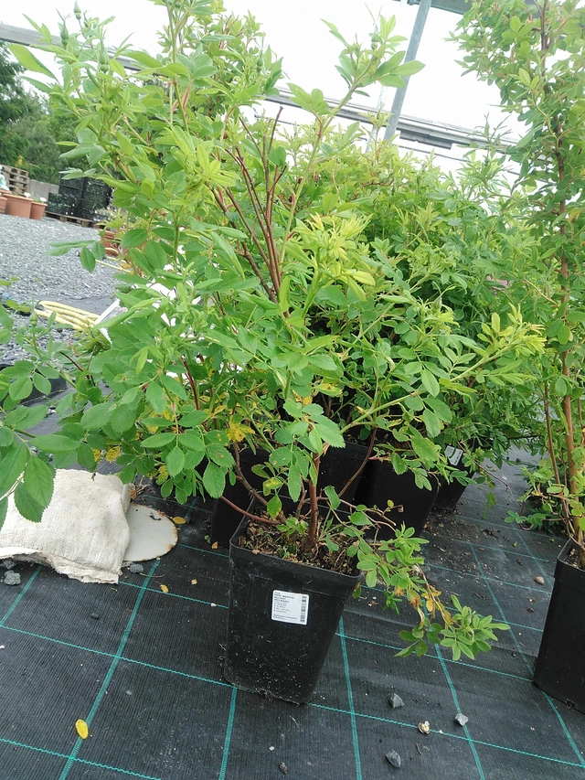 Rose Magical Delight (Kolmade) - 9. 6. 2025