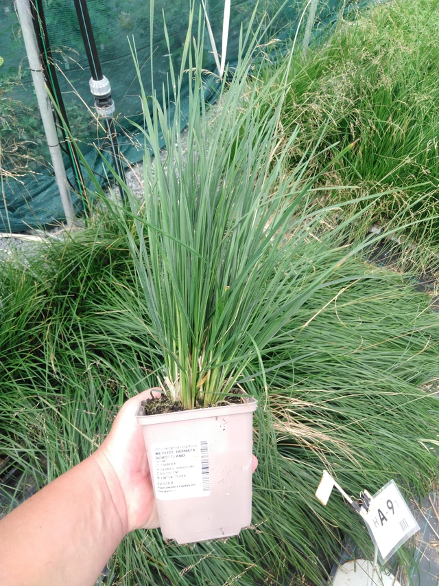 Metlice trsnatá Schottland - 2024