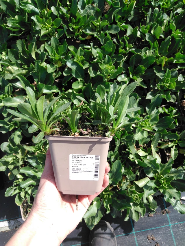 Kopretina Becky - 2024