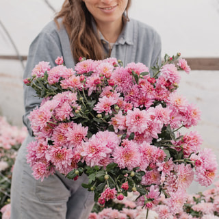 Chryzantéma Blenda Pink, Loukykvět