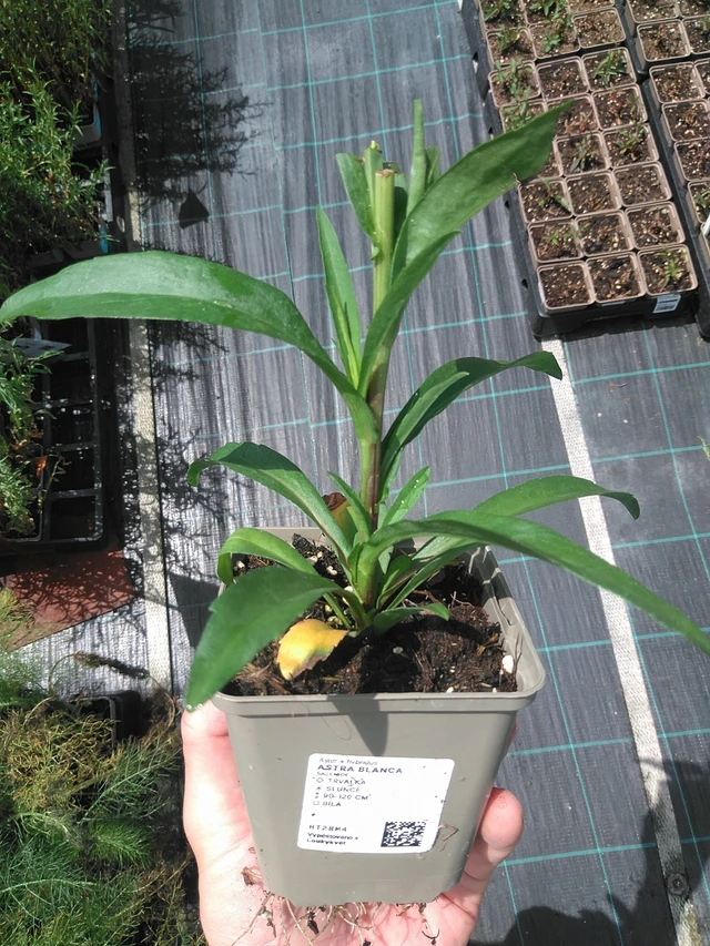 Aster Blanca - 24. 6. 2025