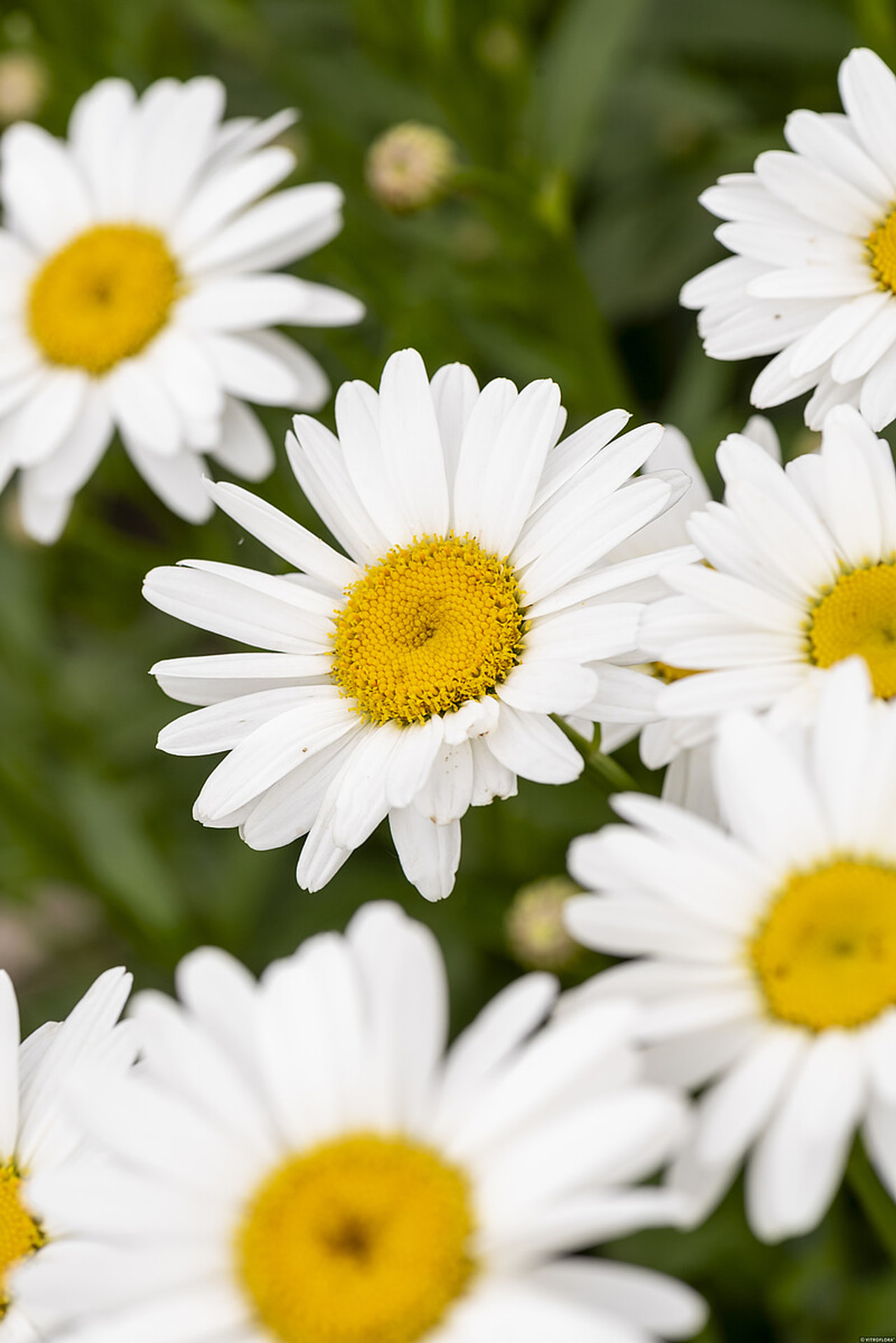 Kopretina Becky, Loukykvět