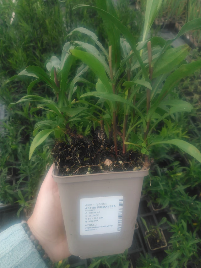 Aster Primavera - 2024